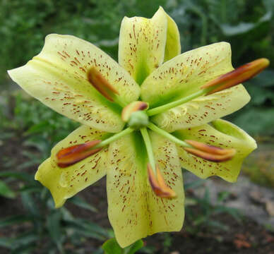 Image of Henry's lily