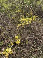 Image of weeping forsythia