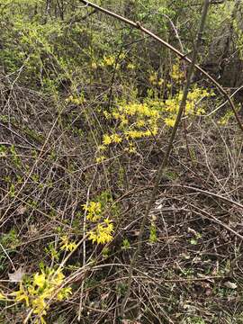 Forsythia suspensa (Thunb.) Vahl resmi