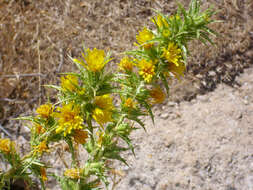 Image of Spanish oyster thistle