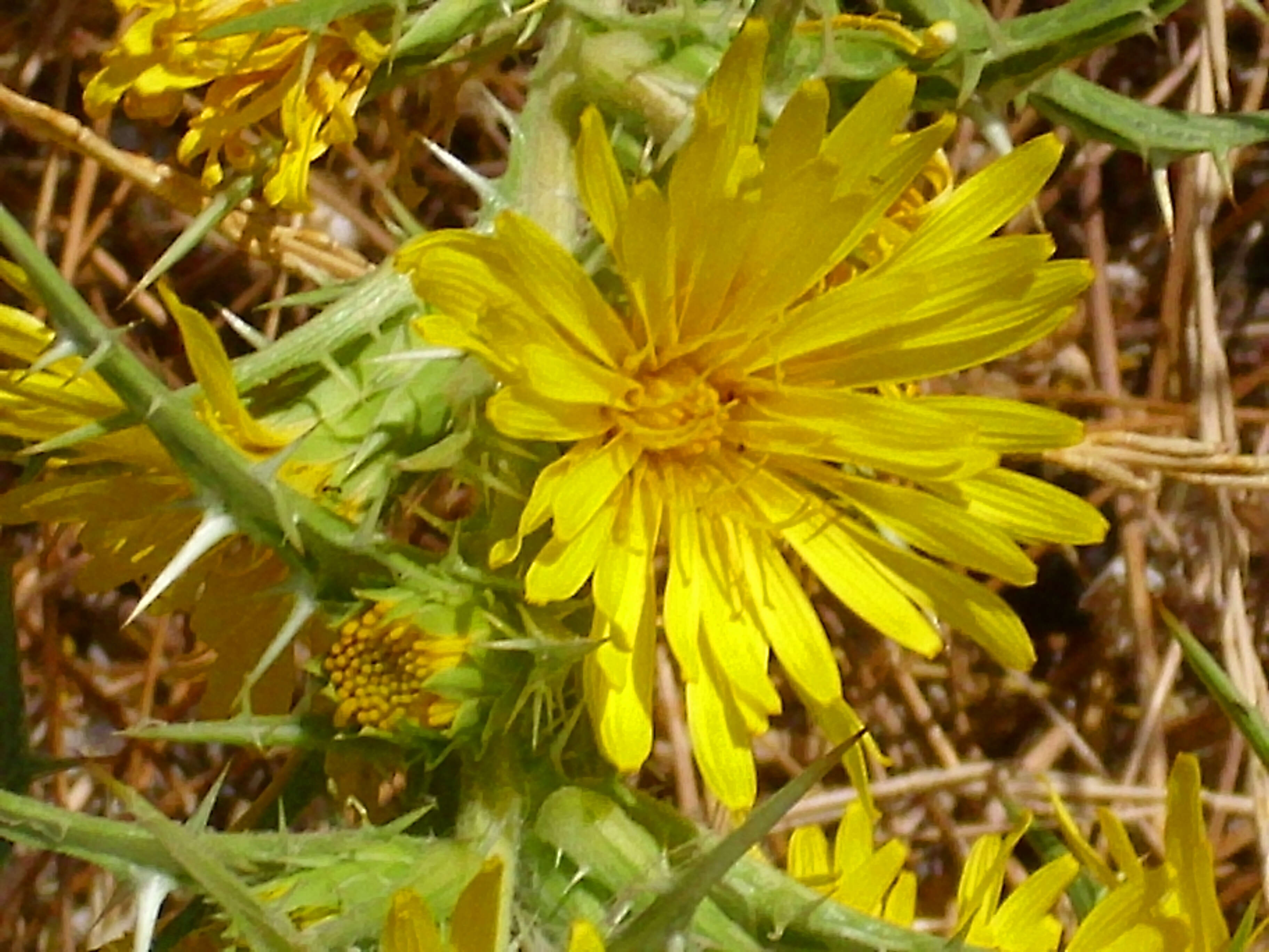 Image of Spanish oyster thistle