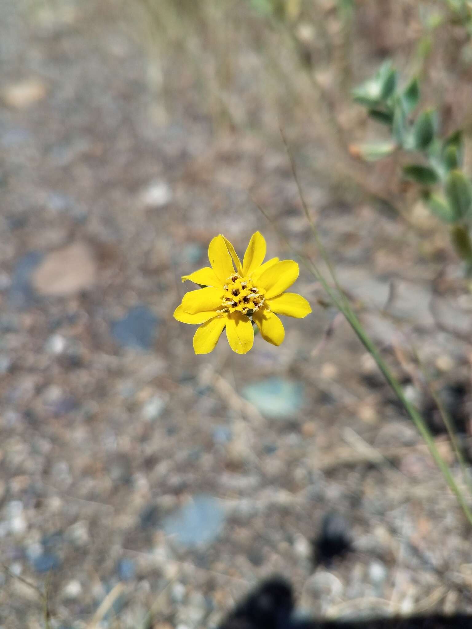 Plancia ëd Calycadenia fremontii A. Gray