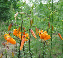 Image of Tiger lily