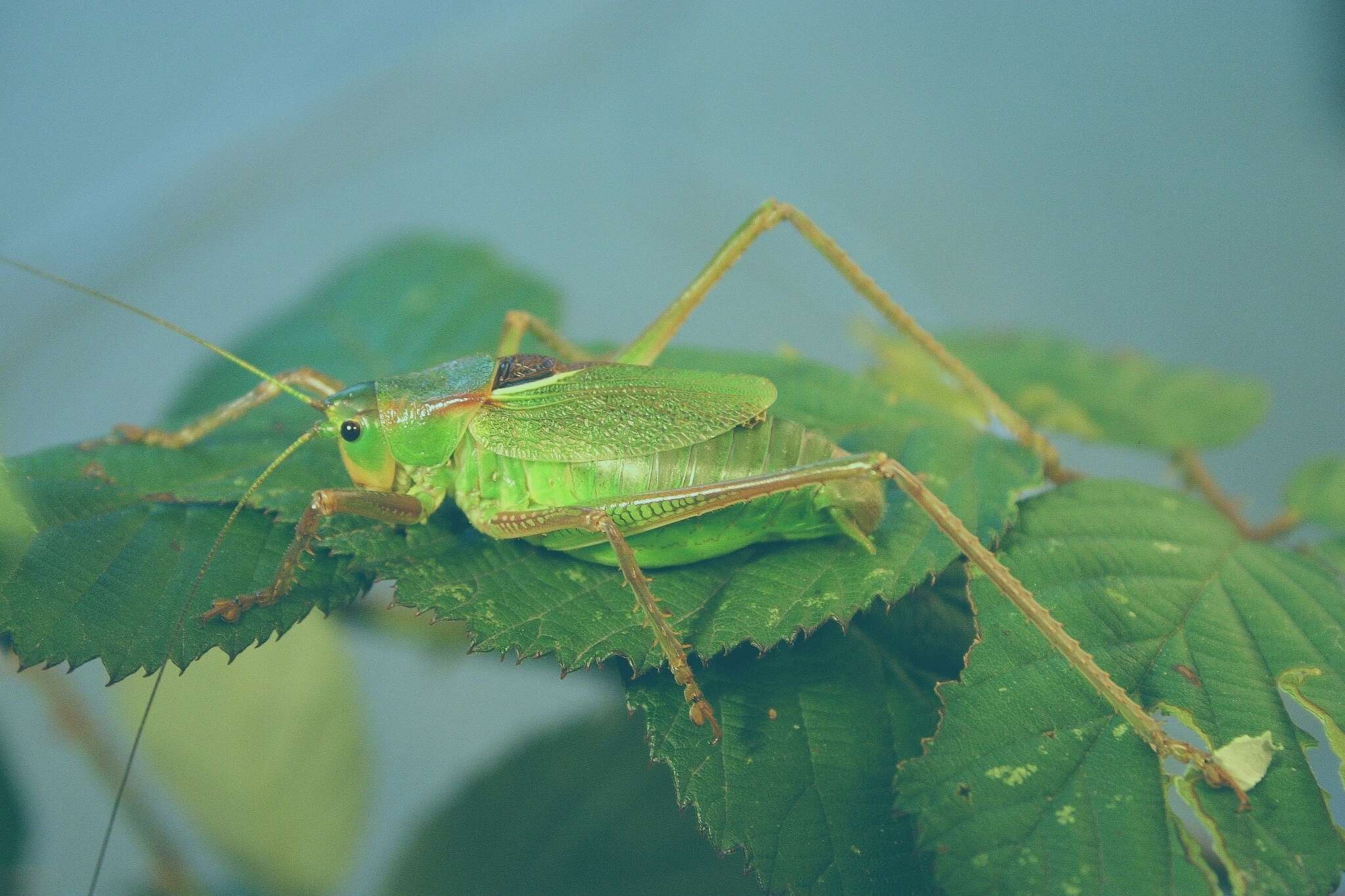 Sivun Calliphona kuva