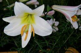 Image of regal lily