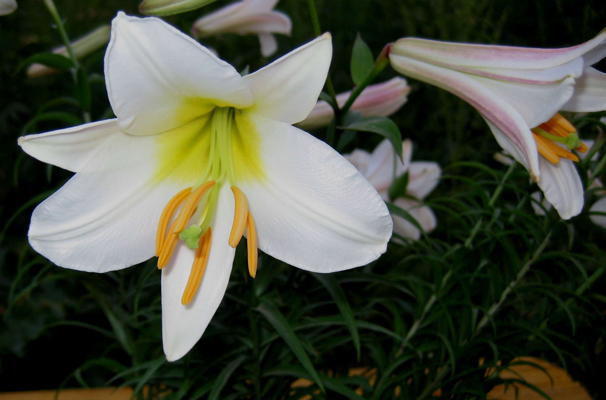 Image of regal lily