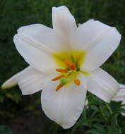 Image of regal lily
