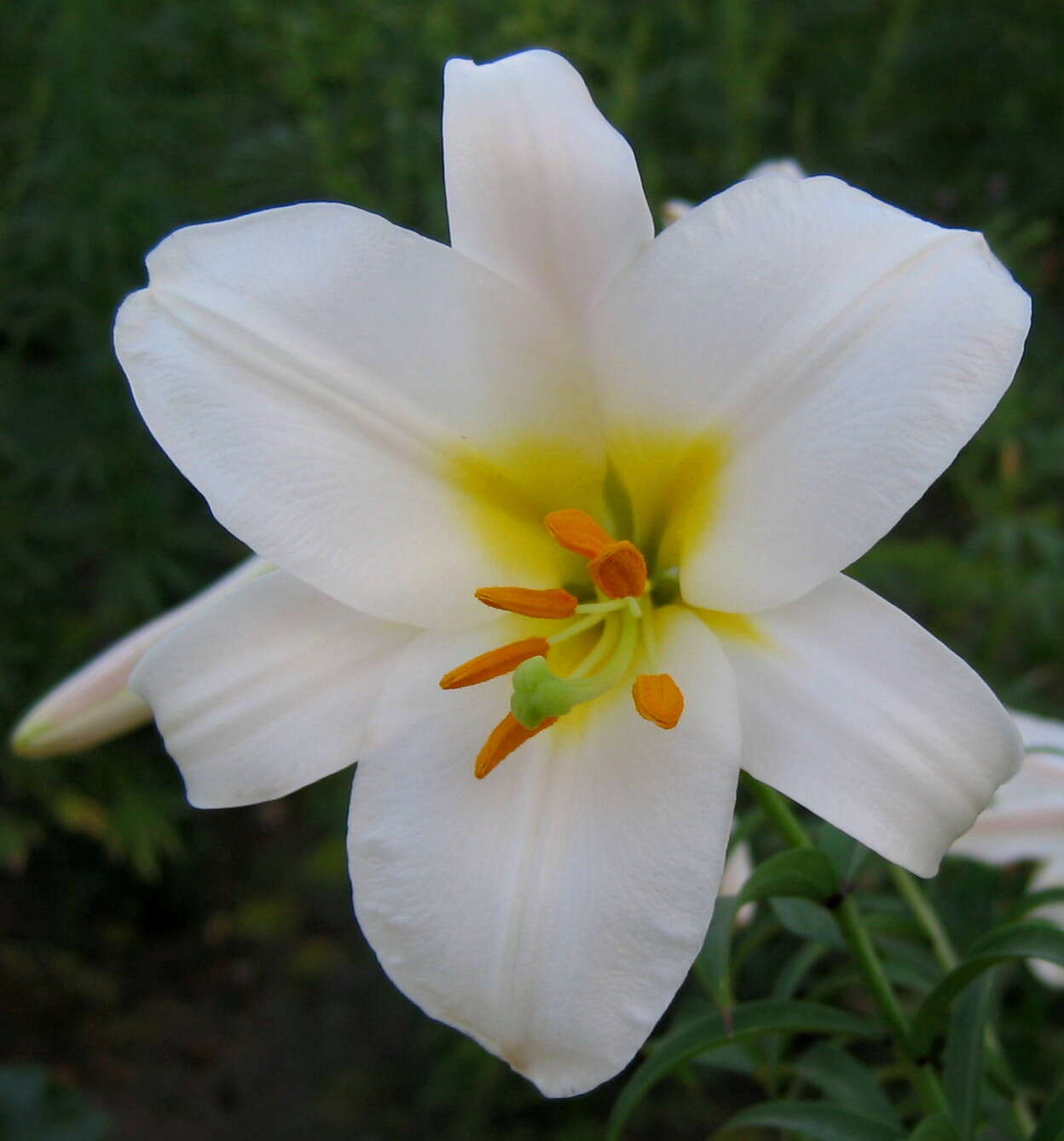 Imagem de Lilium regale E. H. Wilson