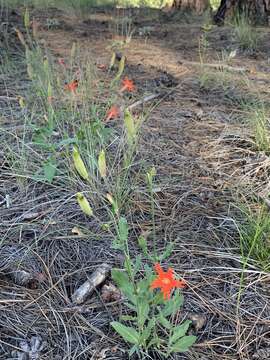 Image de Silene laciniata subsp. greggii (Gray) C. L. Hitchc. & Maguire