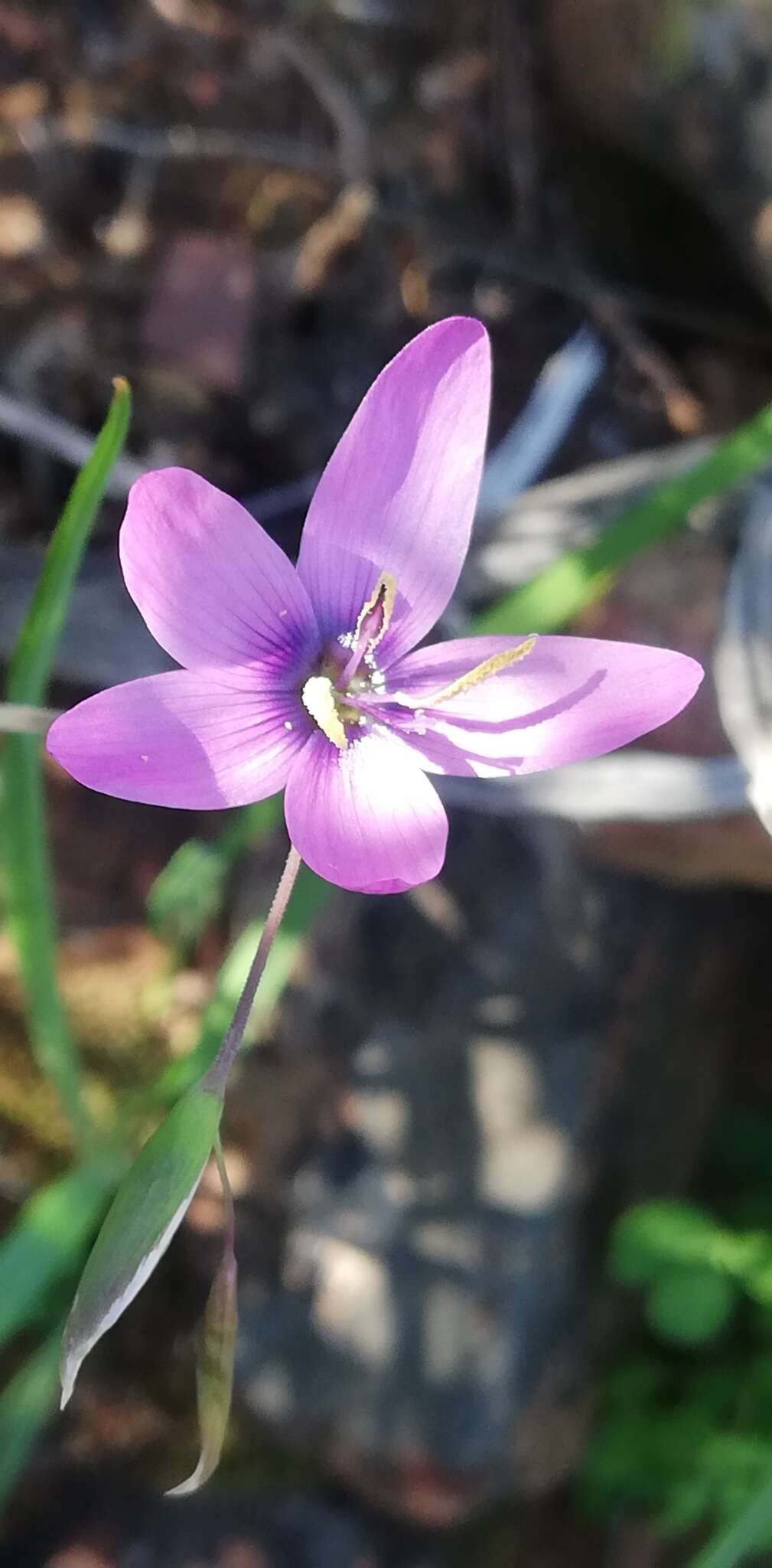 صورة Geissorhiza ixioides Schltr. ex R. C. Foster