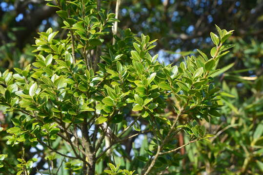 Image of Ilex yunnanensis var. parvifolia (Hayata) S. Y. Hu