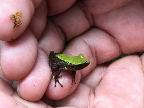 Image of Papallacta robber frog