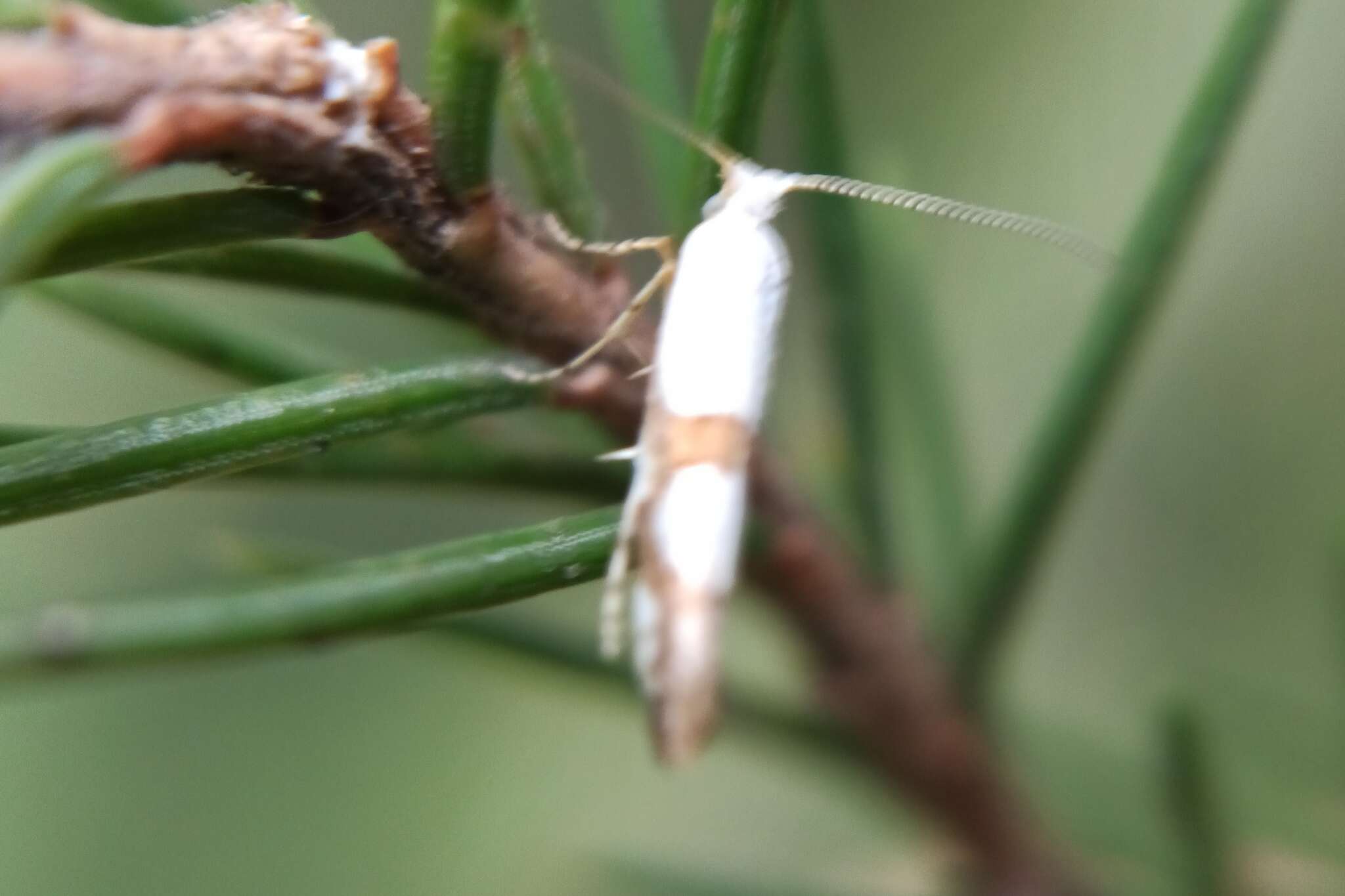 Image de <i>Argyresthia ivella</i>