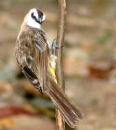 Image of Yellow-vented Bulbul