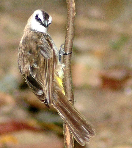 Image of Yellow-vented Bulbul