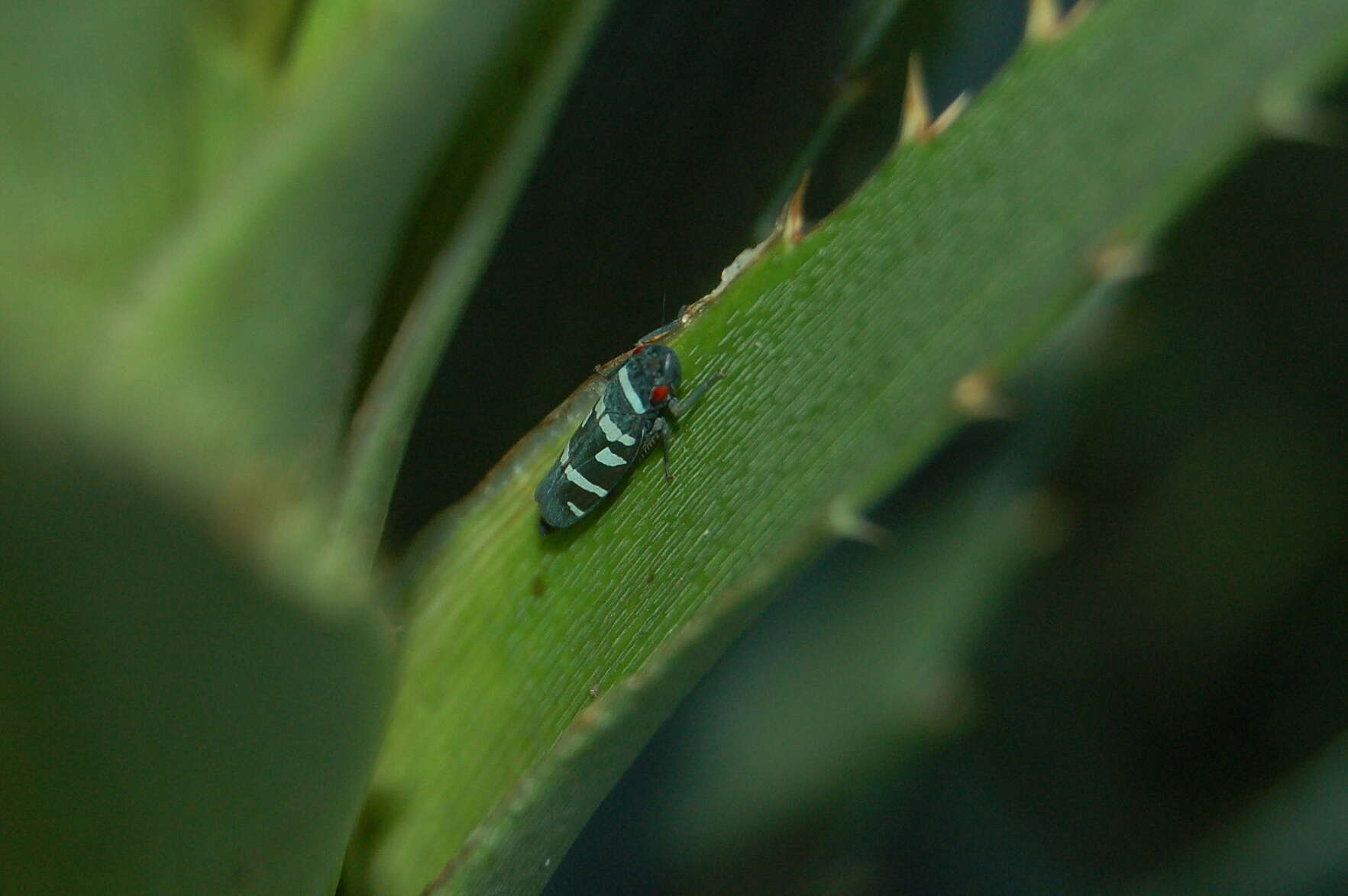 Слика од Balacha melanocephala (Signoret 1854)