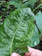 Image of Puccinia dioicae Magnus 1877