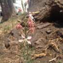 Oenothera suffrutescens (Ser.) W. L. Wagner & Hoch resmi