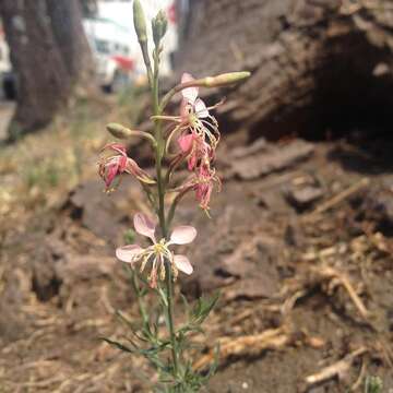 Oenothera suffrutescens (Ser.) W. L. Wagner & Hoch resmi