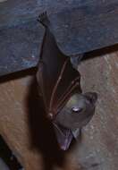 Image of Minute Fruit Bat