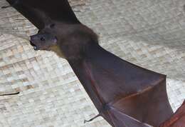 Image of Minute Fruit Bat