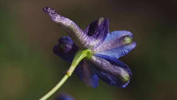 Image of zigzag larkspur