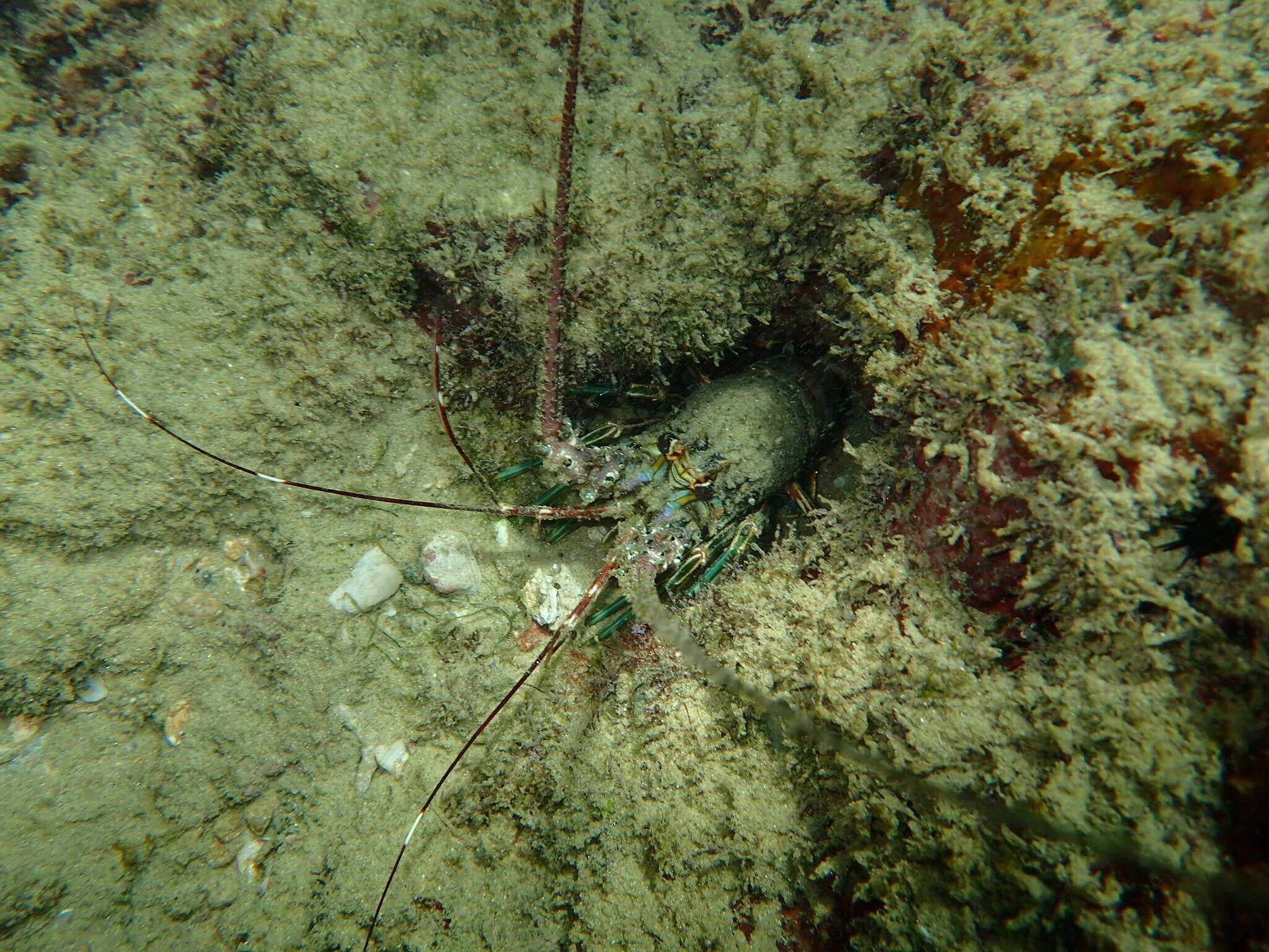 Image of Brazilian lobster