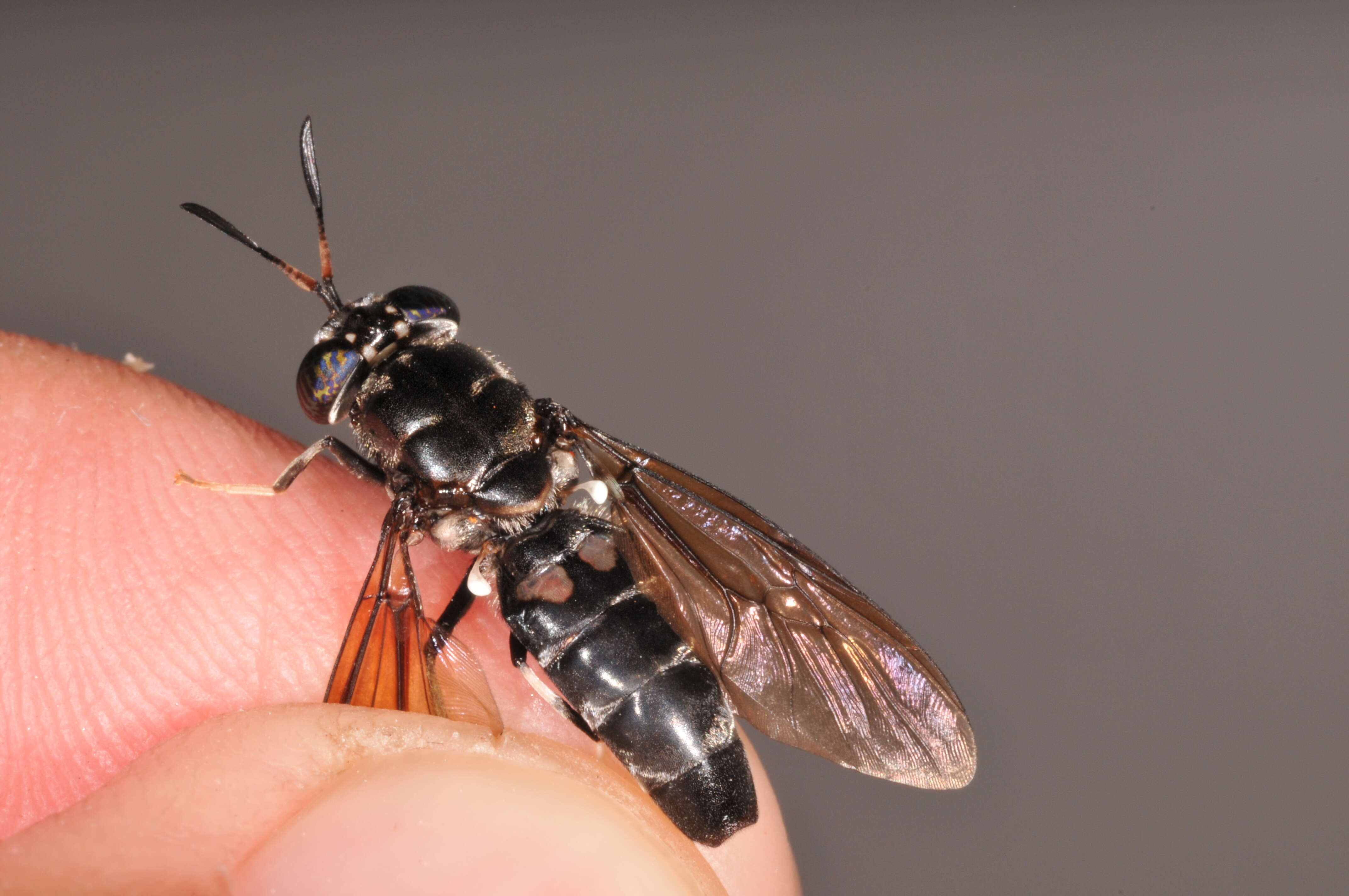 Image of Black Soldier Fly