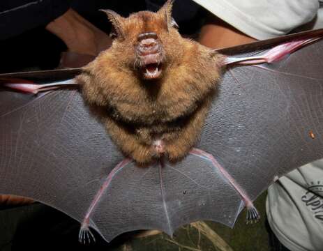 Image of leaf-nosed bats and relatives