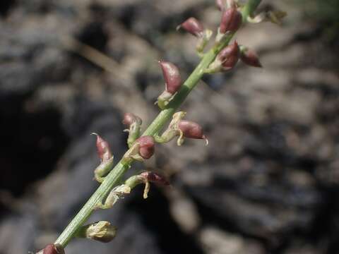 Image of Cleveland's Milk-Vetch