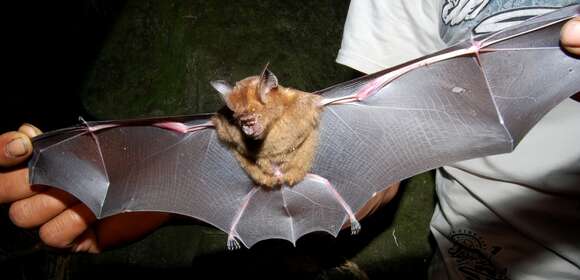 Image of leaf-nosed bats and relatives