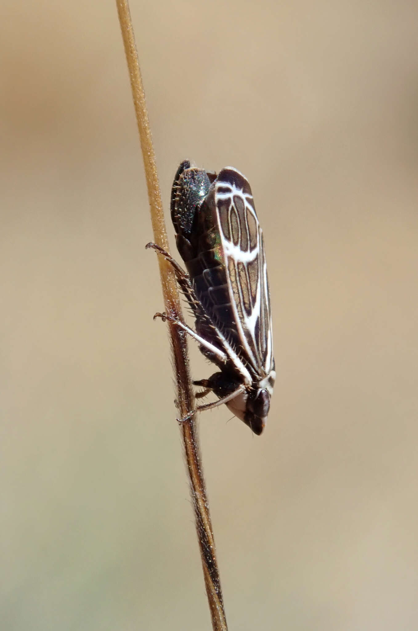 Image of Cochlorhinus bidentatus Beamer 1940