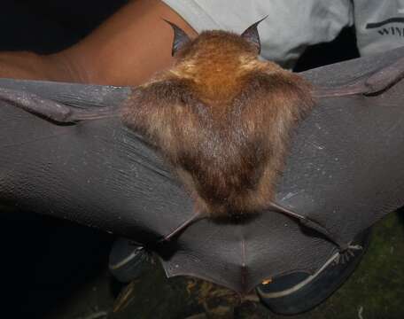 Image of leaf-nosed bats and relatives