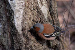 Image of Fringilla Linnaeus 1758