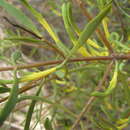 Image of harlequin mistletoe