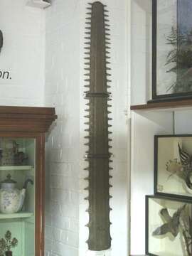 Image of Green Sawfish