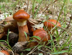 Image of Suillus grevillei (Klotzsch) Singer 1945