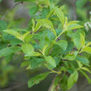 Plancia ëd Prunus emarginata var. mollis (Dougl.) Brewer