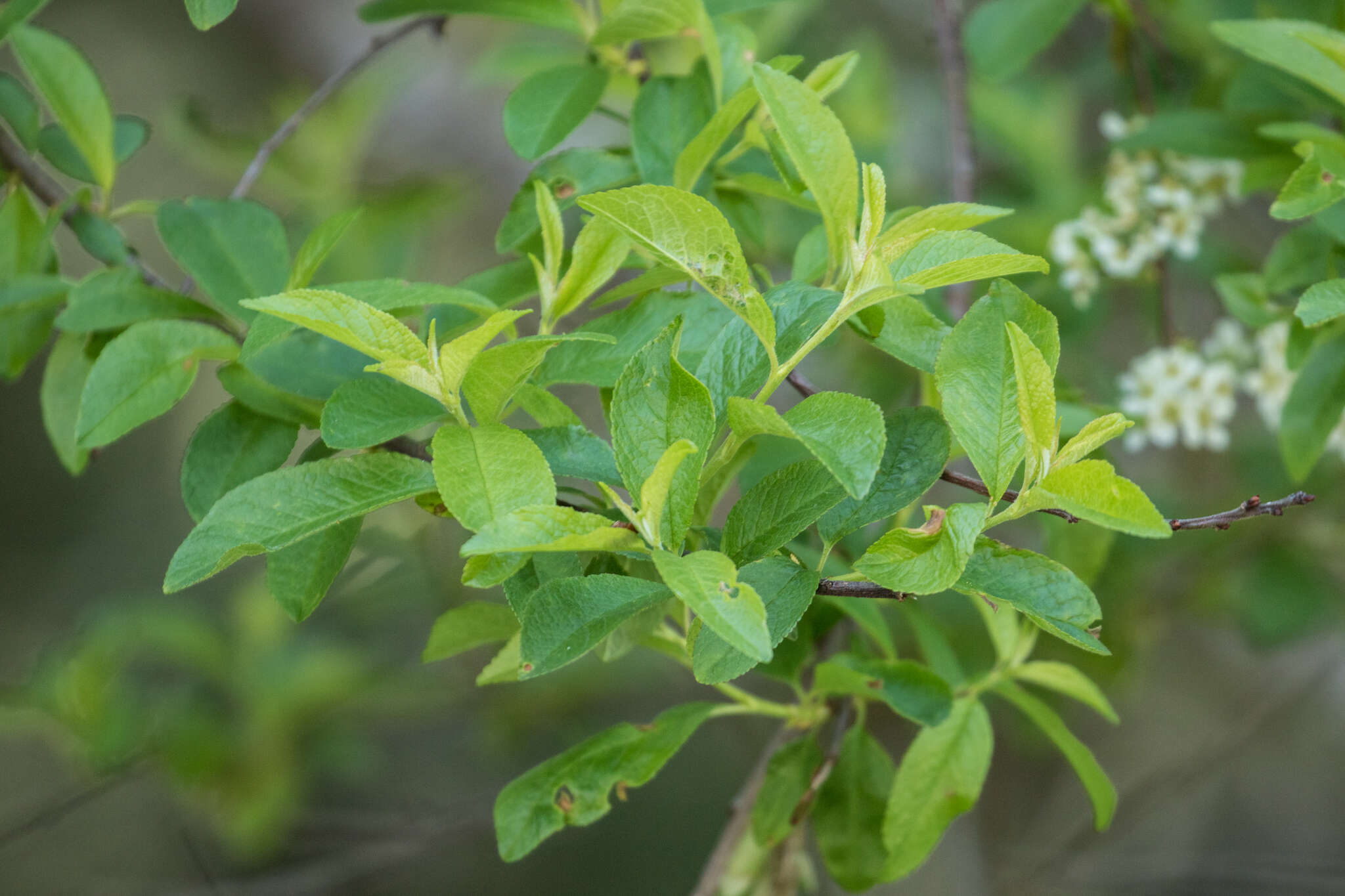 Image of bitter cherry