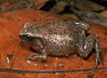Image of Robust Frog