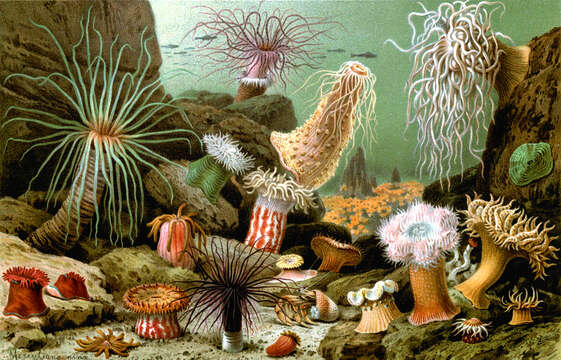 Image of sea anemones