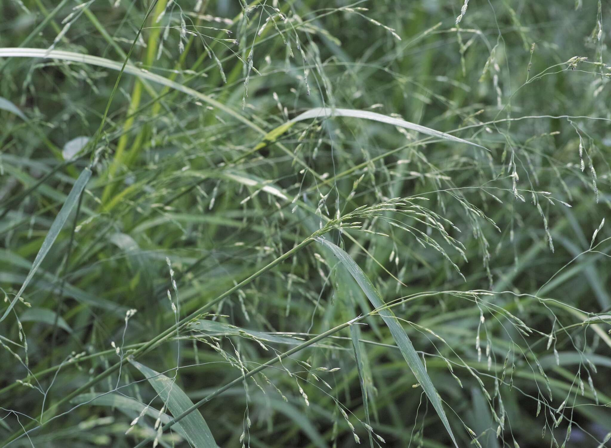 Imagem de Torreyochloa pallida (Torr.) Church