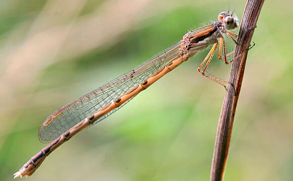 Image of Common Winter Damsel