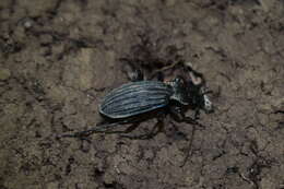 Carabus (Megodontus) septemcarinatus Motschulsky 1840 resmi