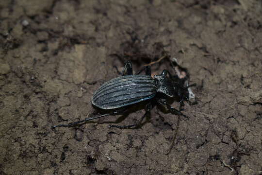 Image of Carabus (Megodontus) septemcarinatus Motschulsky 1840