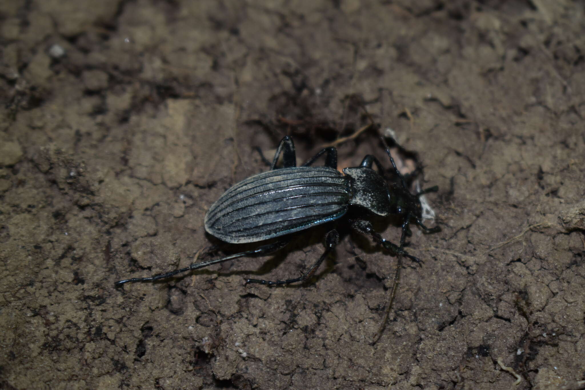 Carabus (Megodontus) septemcarinatus Motschulsky 1840 resmi