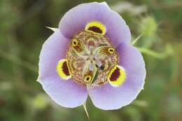 Imagem de Calochortus superbus Purdy ex Howell