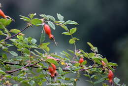 Image of Rosa macrophylla Lindl.