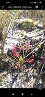 Image of Drosera chrysolepis Taub.