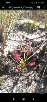 Image of Drosera chrysolepis Taub.